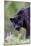 Black Leopard-null-Mounted Photographic Print