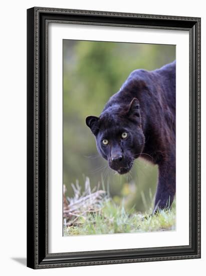 Black Leopard-null-Framed Photographic Print