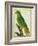 Black-Lored Parrot-Georges-Louis Buffon-Framed Giclee Print