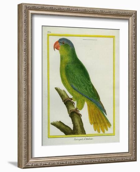 Black-Lored Parrot-Georges-Louis Buffon-Framed Giclee Print