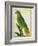 Black-Lored Parrot-Georges-Louis Buffon-Framed Giclee Print