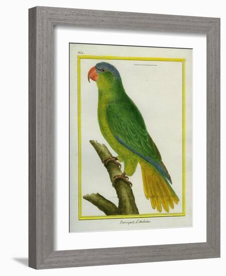 Black-Lored Parrot-Georges-Louis Buffon-Framed Giclee Print