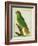 Black-Lored Parrot-Georges-Louis Buffon-Framed Giclee Print