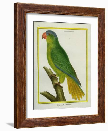 Black-Lored Parrot-Georges-Louis Buffon-Framed Giclee Print