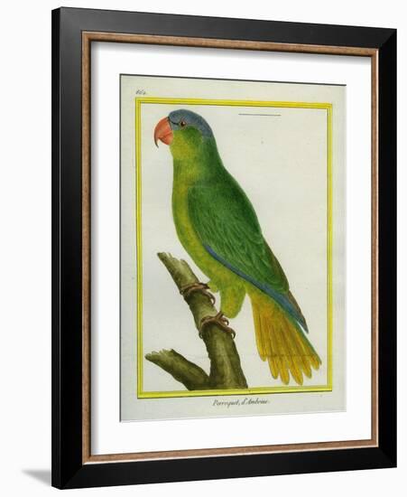 Black-Lored Parrot-Georges-Louis Buffon-Framed Giclee Print