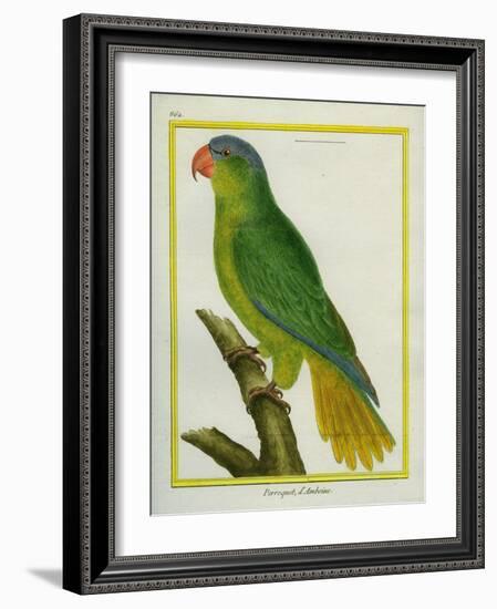 Black-Lored Parrot-Georges-Louis Buffon-Framed Giclee Print