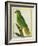 Black-Lored Parrot-Georges-Louis Buffon-Framed Giclee Print