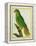 Black-Lored Parrot-Georges-Louis Buffon-Framed Premier Image Canvas