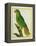 Black-Lored Parrot-Georges-Louis Buffon-Framed Premier Image Canvas