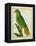 Black-Lored Parrot-Georges-Louis Buffon-Framed Premier Image Canvas