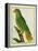 Black-Lored Parrot-Georges-Louis Buffon-Framed Premier Image Canvas