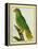 Black-Lored Parrot-Georges-Louis Buffon-Framed Premier Image Canvas