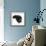 Black Male Cat, Joey, 6 Months, Rollling on Back-Mark Taylor-Framed Photographic Print displayed on a wall