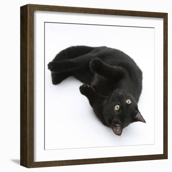 Black Male Cat, Joey, 6 Months, Rollling on Back-Mark Taylor-Framed Photographic Print