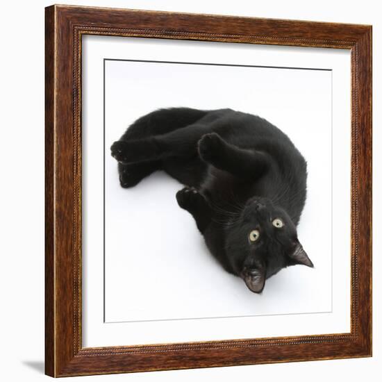 Black Male Cat, Joey, 6 Months, Rollling on Back-Mark Taylor-Framed Photographic Print