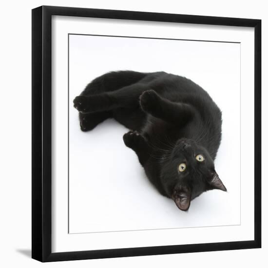 Black Male Cat, Joey, 6 Months, Rollling on Back-Mark Taylor-Framed Photographic Print