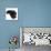 Black Male Cat, Joey, 6 Months, Rollling on Back-Mark Taylor-Mounted Photographic Print displayed on a wall