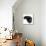 Black Male Cat, Joey, 6 Months, Rollling on Back-Mark Taylor-Mounted Photographic Print displayed on a wall
