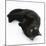 Black Male Cat, Joey, 6 Months, Rollling on Back-Mark Taylor-Mounted Photographic Print