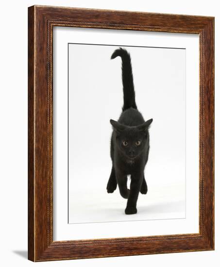 Black Male Kitten, Buxie, 12 Weeks Old, Running Forward-Mark Taylor-Framed Photographic Print