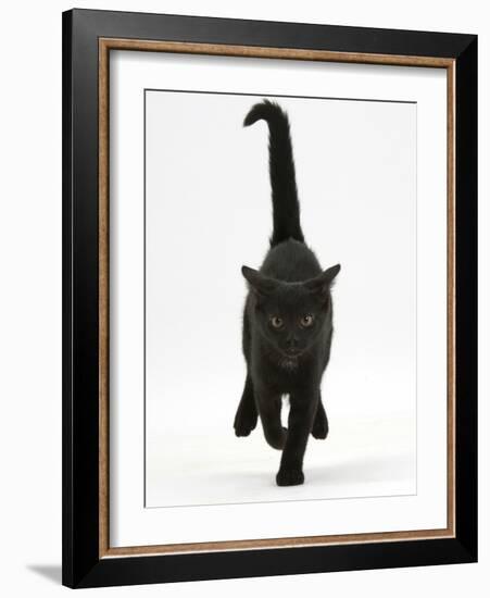 Black Male Kitten, Buxie, 12 Weeks Old, Running Forward-Mark Taylor-Framed Photographic Print