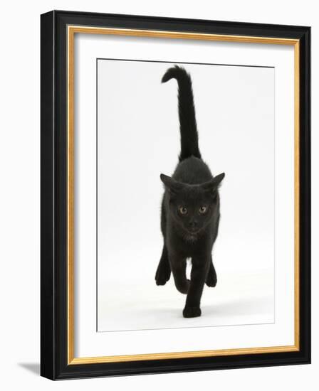 Black Male Kitten, Buxie, 12 Weeks Old, Running Forward-Mark Taylor-Framed Photographic Print