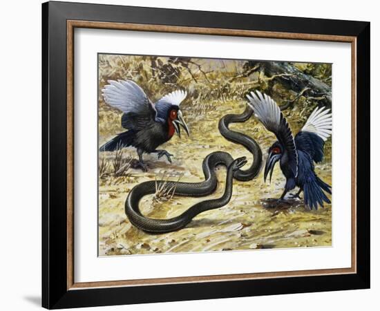 Black Mamba or Black-Mouthed Mamba (Dendroaspis Polylepis), Elapidae-null-Framed Giclee Print