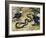 Black Mamba or Black-Mouthed Mamba (Dendroaspis Polylepis), Elapidae-null-Framed Giclee Print