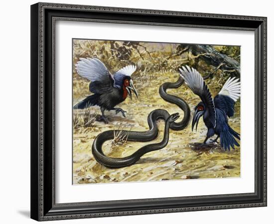 Black Mamba or Black-Mouthed Mamba (Dendroaspis Polylepis), Elapidae-null-Framed Giclee Print