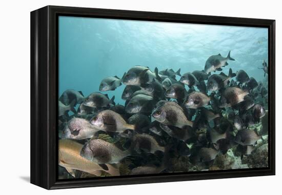 Black Margate, Hol Chan Marine Reserve, Belize-Pete Oxford-Framed Premier Image Canvas