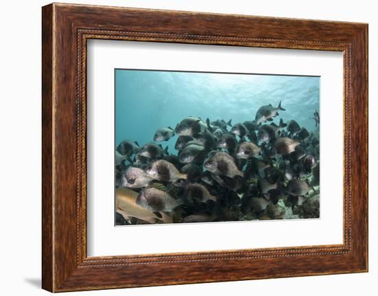 Black Margate, Hol Chan Marine Reserve, Belize-Pete Oxford-Framed Photographic Print