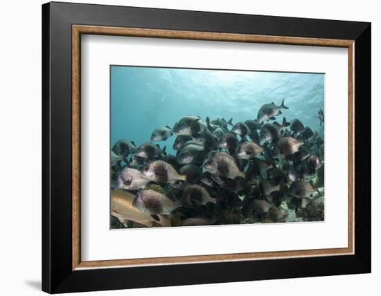 Black Margate, Hol Chan Marine Reserve, Belize-Pete Oxford-Framed Photographic Print