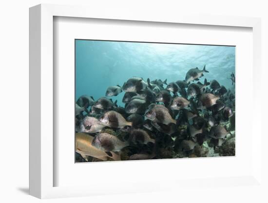 Black Margate, Hol Chan Marine Reserve, Belize-Pete Oxford-Framed Photographic Print