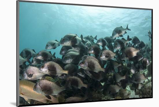 Black Margate, Hol Chan Marine Reserve, Belize-Pete Oxford-Mounted Photographic Print