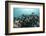 Black Margate, Hol Chan Marine Reserve, Belize-Pete Oxford-Framed Photographic Print