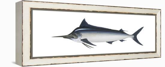 Black Marlin (Istiompax Indica), Fishes-Encyclopaedia Britannica-Framed Stretched Canvas