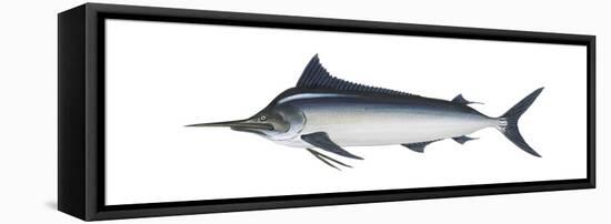 Black Marlin (Istiompax Indica), Fishes-Encyclopaedia Britannica-Framed Stretched Canvas