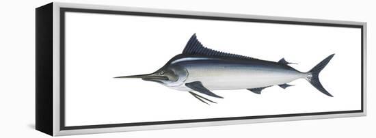 Black Marlin (Istiompax Indica), Fishes-Encyclopaedia Britannica-Framed Stretched Canvas