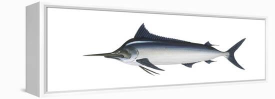 Black Marlin (Istiompax Indica), Fishes-Encyclopaedia Britannica-Framed Stretched Canvas