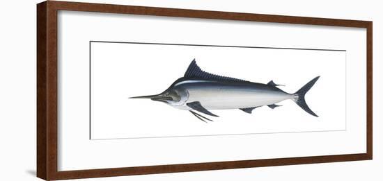 Black Marlin (Istiompax Indica), Fishes-Encyclopaedia Britannica-Framed Art Print