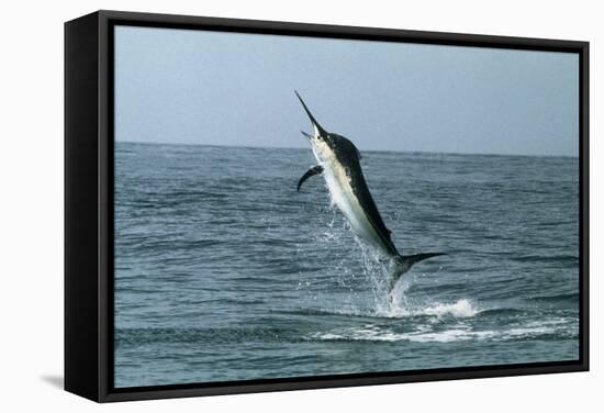 Black Marlin-Georgette Douwma-Framed Premier Image Canvas