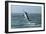 Black Marlin-Georgette Douwma-Framed Photographic Print