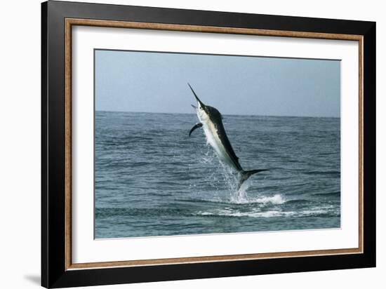 Black Marlin-Georgette Douwma-Framed Photographic Print