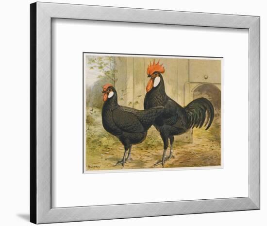 Black Minorca Cock and Hen-null-Framed Art Print