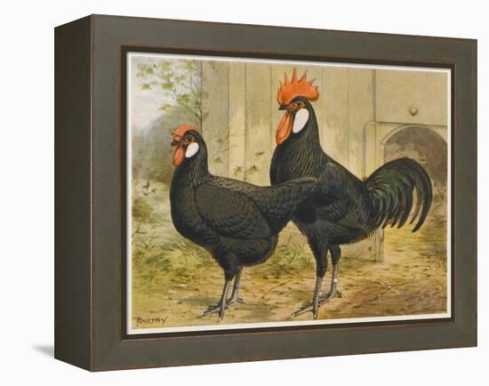 Black Minorca Cock and Hen-null-Framed Stretched Canvas