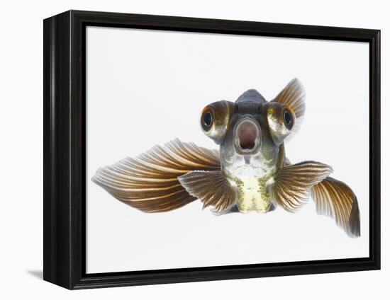 Black Moor Goldfish (Carassius Auratus)-Don Farrall-Framed Premier Image Canvas