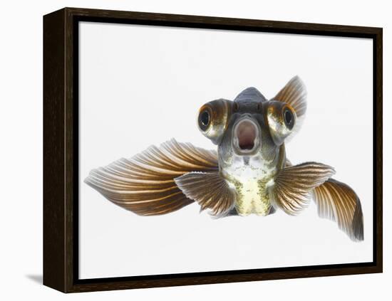 Black Moor Goldfish (Carassius Auratus)-Don Farrall-Framed Premier Image Canvas
