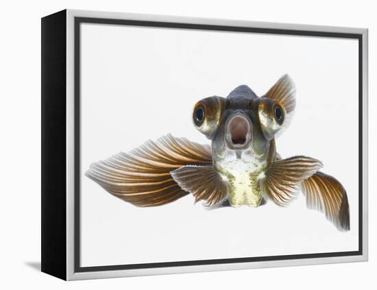 Black Moor Goldfish (Carassius Auratus)-Don Farrall-Framed Premier Image Canvas