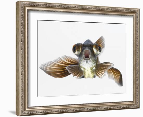 Black Moor Goldfish (Carassius Auratus)-Don Farrall-Framed Photographic Print