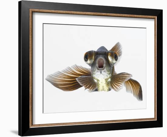 Black Moor Goldfish (Carassius Auratus)-Don Farrall-Framed Photographic Print